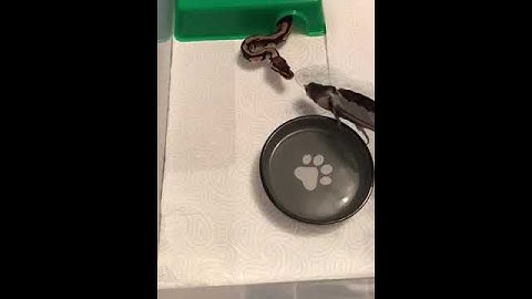 young ball python feeding
