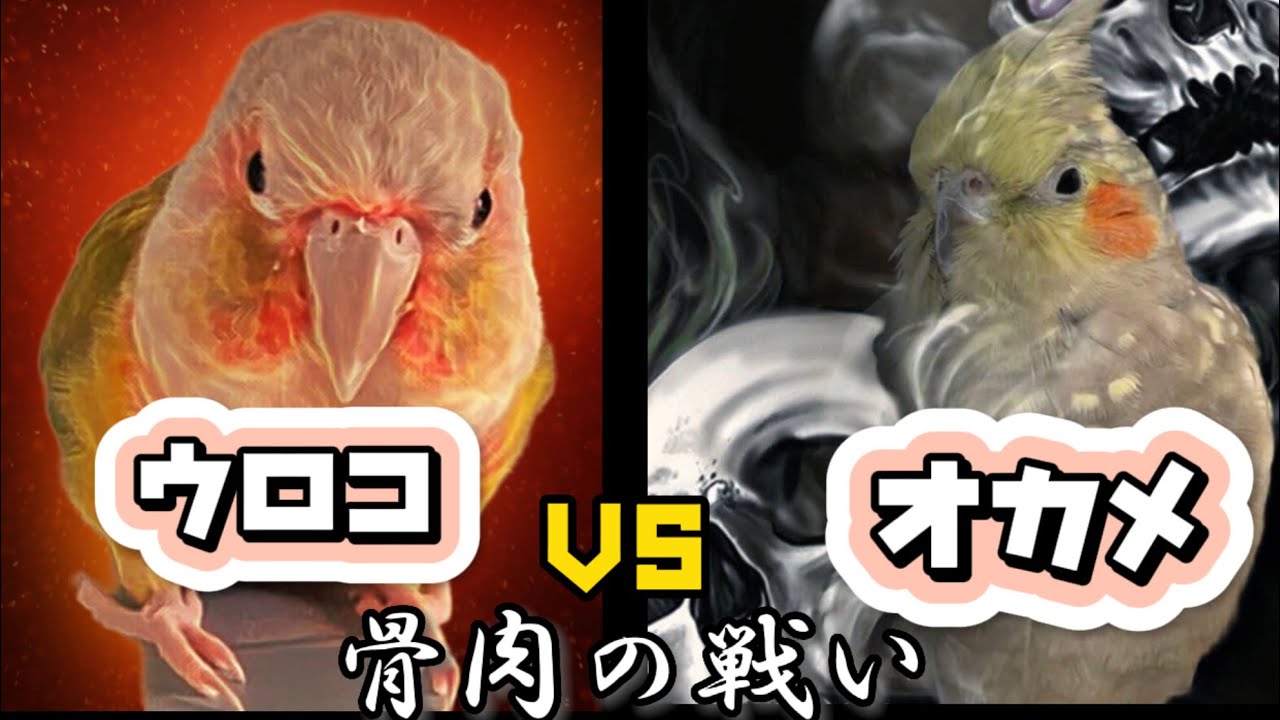 ウロコインコ男子とオカメインコ女子の戦い 勝者はどちらが？ Pineapple Conure boy vs Cockatiel girl
