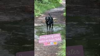 DOG CHAYA'S MEMORIES OF SWIMMING & WATER FUN!