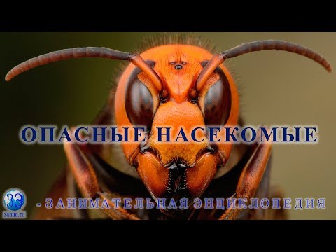 Cамые опасные насекомые мира для человека (шершень, комар, муха це-це и другие)