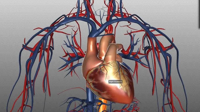 Sternal Angle of Louis - 3D Models, Video Tutorials & Notes