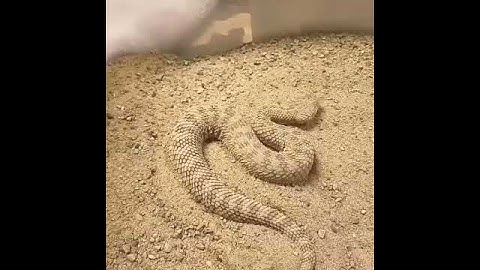 Incredible Snake |  Dragon Snake | Best animal tv