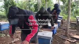Usaha Madu Asli
