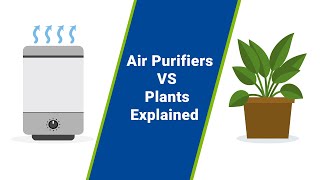 Air Purifier VS Plants (Are Plants Better Than Air Purifiers?)
