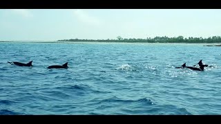 Spinner dolphins infront of Manta