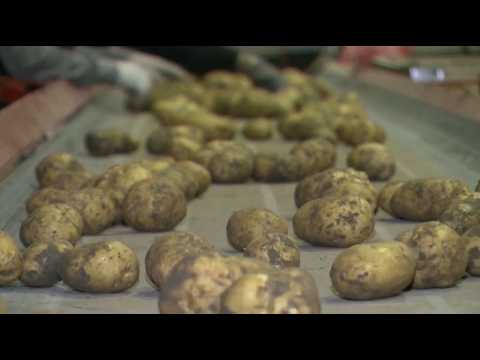 10,000 tons of vegetables to be sent to the Atyrau region stabilization fund