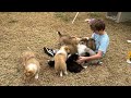“Mom, Can I Get Them All?!!” - Rough Collie Puppies