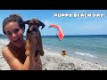 RESCUED PUPPY GOES TO THE BEACH FOR THE FIRST TIME! WILL SHE SWIM?!