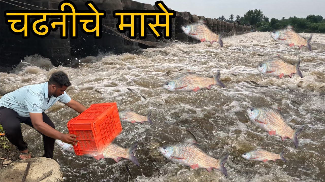 अ.ब्.ब् ऐवढे मासे 🐟 ह्याला म्हणतात चढणीचे मासे.. 😳 