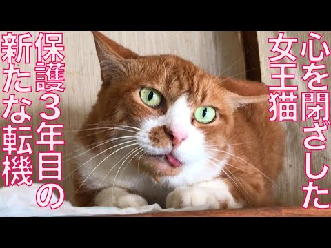 【ピンクの猫】テイラー　2013 日本限定　GSCE Cheshire Cat (Trial) | Yume 100 English Wiki | Fandom