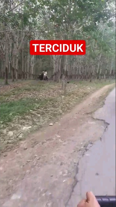 DUA PASANGAN TERCIDUK PACARAN DI TENGAH KEBUN KARET #kebunkaret #padangsidimpuan #terciduk