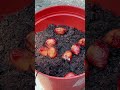Think these cherry pits (stone fruit) will ghrow? | growithjessie