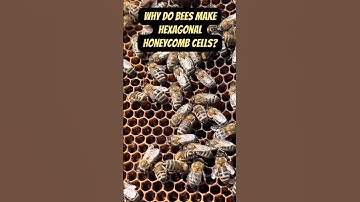 🐝 Why do BEES make hexagon honeycomb cells?