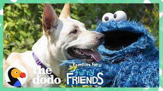 Cookie Monster Helps A Lonely Shelter Dog Find A Girl Who Loves Him With Dodo Kids + Sesame Street