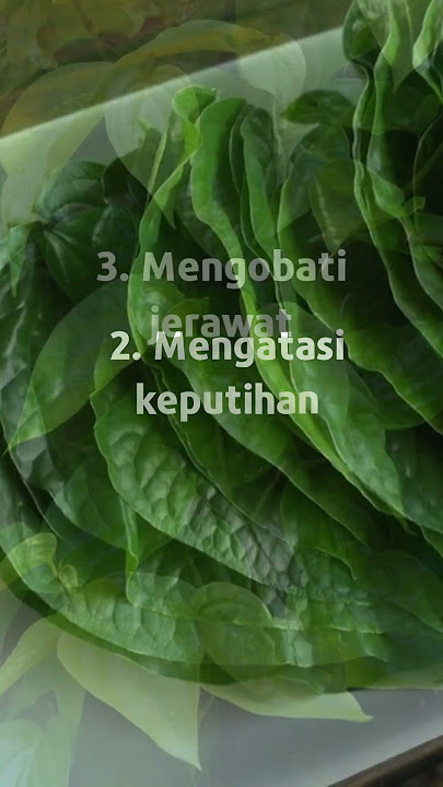 7 Manfaat Daun Sirih Untuk Kesehatan (pt.1)🌱#shorts