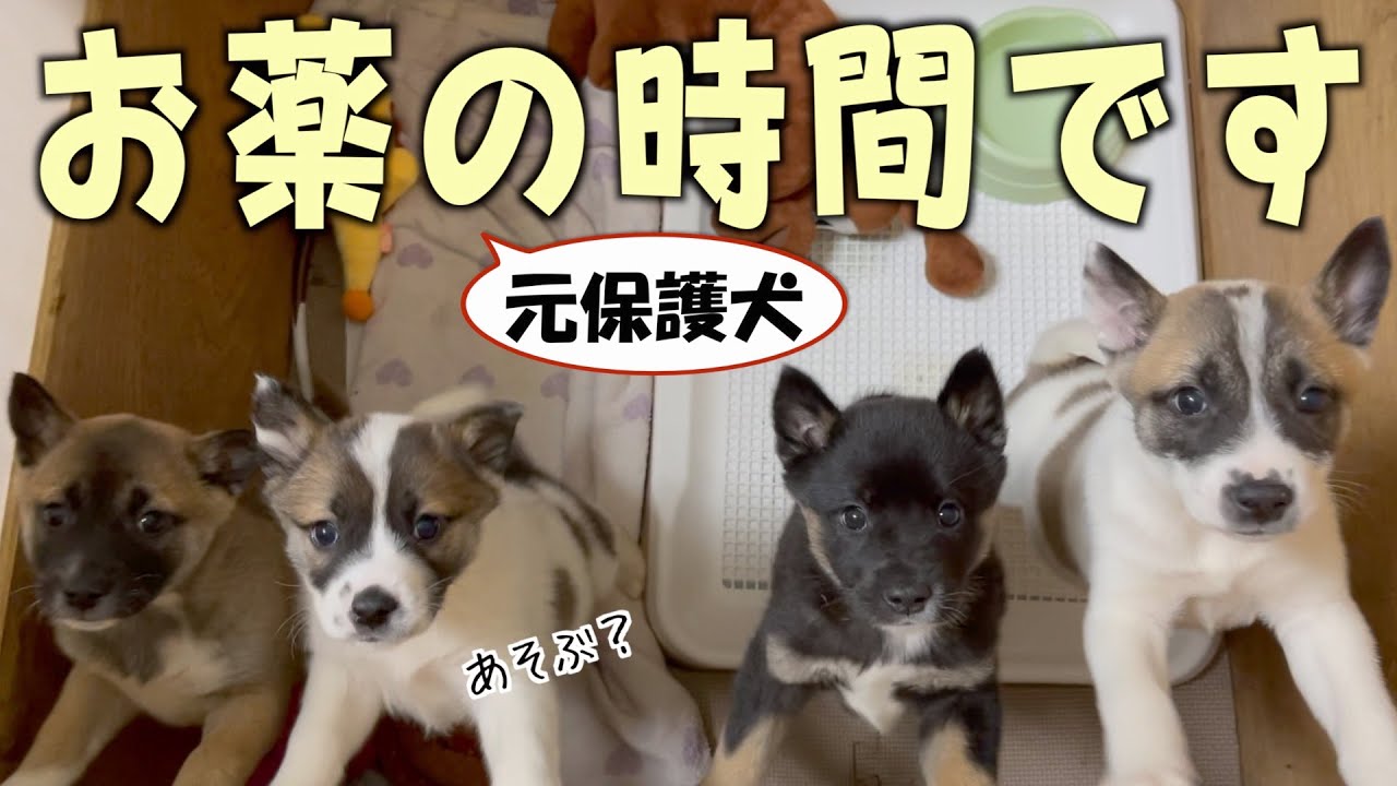 元保護犬 遊びと思ったらお薬 純粋な子犬をダマしていきます Youtube