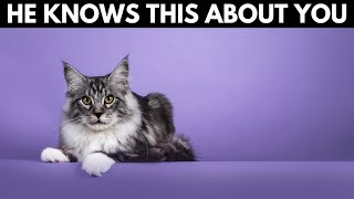 5 Shocking Things Your Maine Coon Knows About You