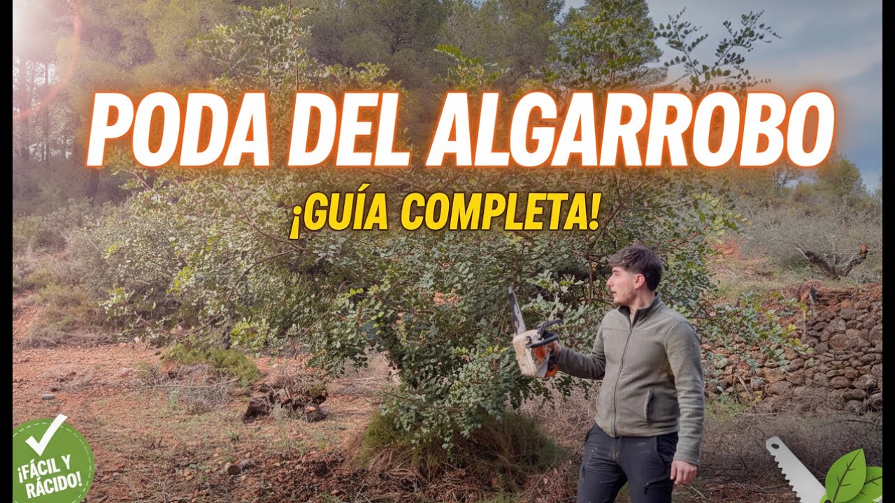 CÓMO PODAR UN ALGARROBO 🌳 - ¡Casi nadie te cuenta esto!
