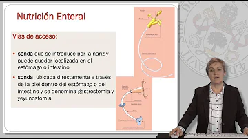 ¿Cuáles son las 4 vías principales de alimentación enteral?