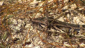 2013 Python Challenge