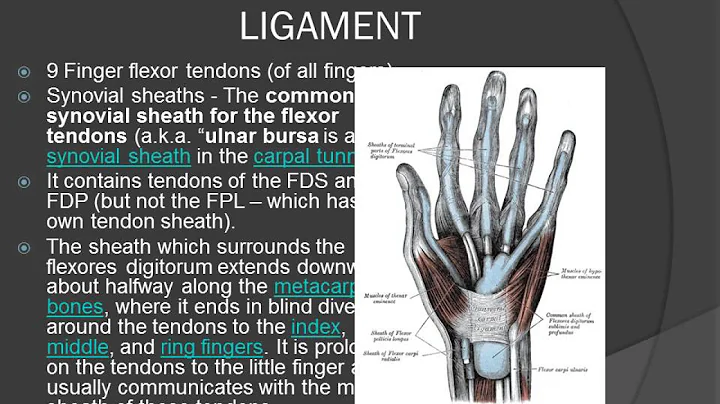 Anatomy Review of the Carpal Tunnel www.ezqmeceu.com QME Continuing Education