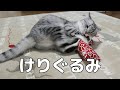 猫用にまたたび入りのけりぐるみを作って与えてみました。