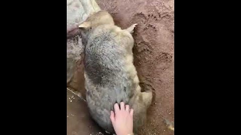 Вомбата чешут