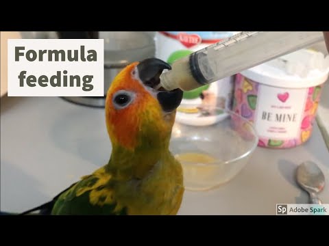 Video: Hand-Raising a Baby Lovebird: A Personal Experience