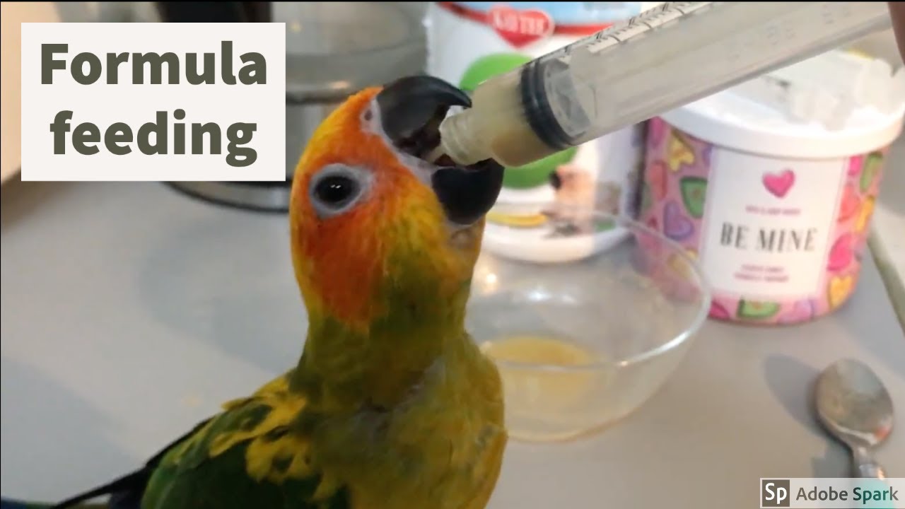 How to formula feed a baby bird YouTube