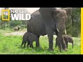 Rare African Elephant Twins are Thriving | Nat Geo Wild