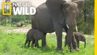 Rare African Elephant Twins are Thriving | Nat Geo Wild
