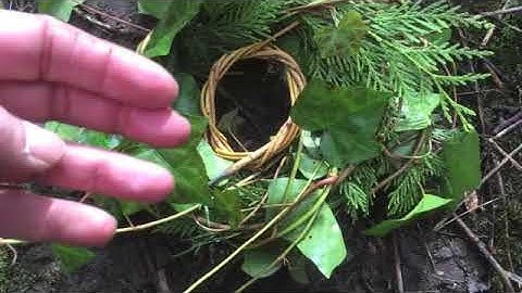 Gathering English Ivy