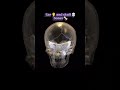 human ear #👂 and skull 💀# bones 🦴 structure #viral sort 🎯📖📖🎯