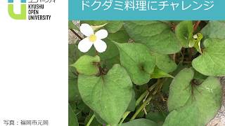 Stay Home Cooking ドクダミ料理 Youtube Stay Home Cooking ドクダミ料理 Youtube