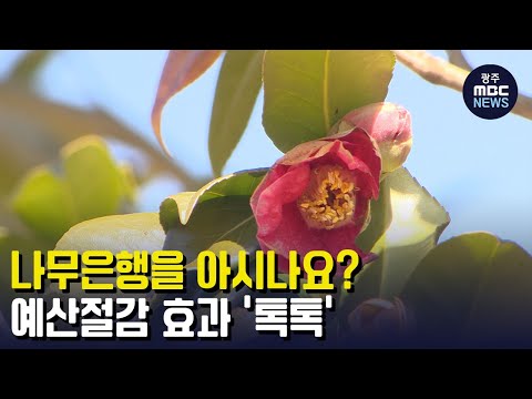 나무은행을 아시나요? 예산절감 효과 &amp;#39;톡톡&amp;#39;(광주MBC 뉴스투데이 2023.03.06)