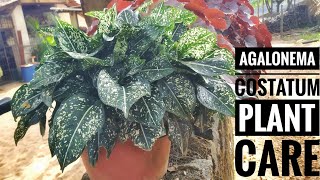Agalonema Costatum Care In Malayalam ആഗളണമ Malayalam Gardening Tips