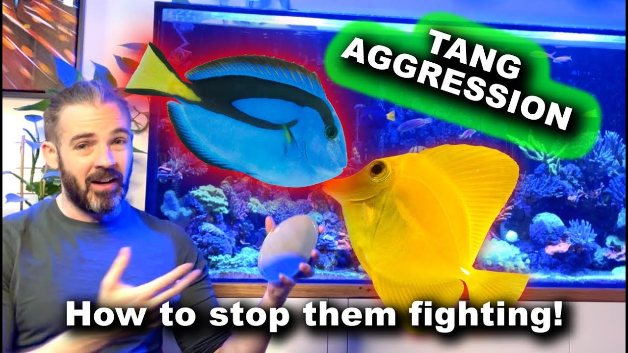 Tang Aggression - How to stop them fighting!