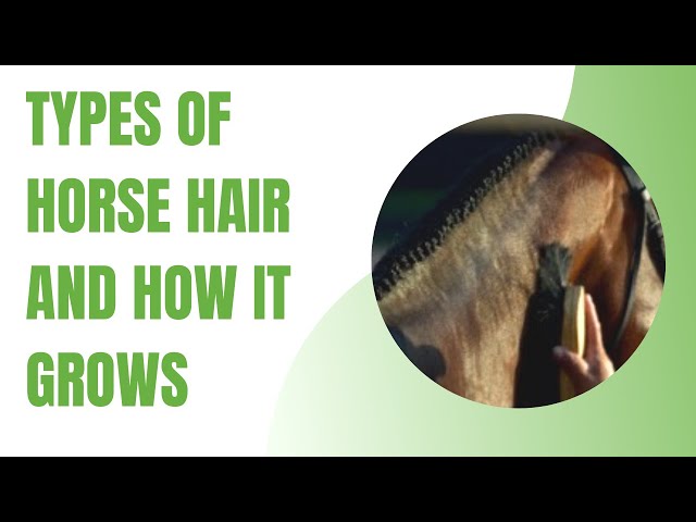 3 Types of Horse Hair You Should Definitely Care About –