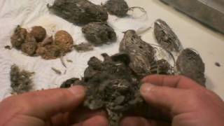 Bald Eagle Scat-Pellets, exposed Bones and feathers