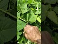 고구마 잎은 집 정원에서 키울 수 있습니다 🌲🌟일상생활에서 흔히 볼 수 있는 채소 요리