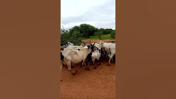 جنوب دارفور محلية تلس الجميلة أروع منظر تلس الخضراء 