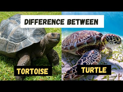 Whats The Similarities and Differences Between a Turtle and a Tortoise - Learning Video