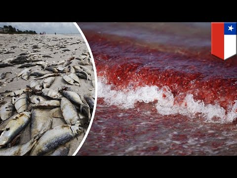 Red tide: Toxic algae crisis is worst ever recorded in Chile - TomoNews