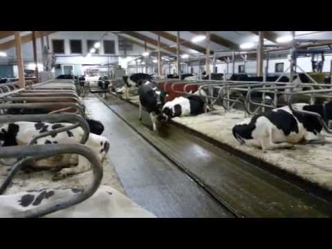 Video: Reproduktionshantering Hos Mjölkkor - Framtiden