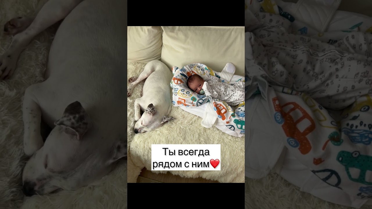 Не отказывайтесь от животных🙏🏼 Они готовы всегда быть рядом и помогать вам❤️ 