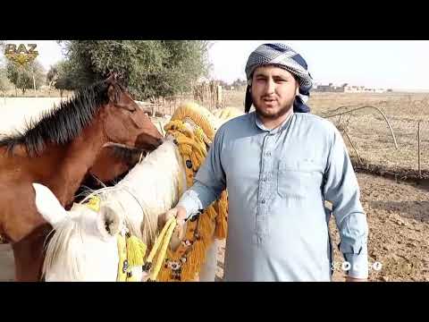 تربية الخيول العربية الأصيلة فلم وثائقي من إعداد وكالة BAZ لدى قبيلة العكيدات شرق دير الزور 