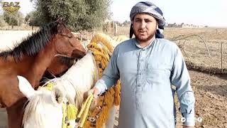 "تربية الخيول العربية الأصيلة "فلم وثائقي من إعداد وكالة BAZ لدى قبيلة العكيدات شرق دير الزور