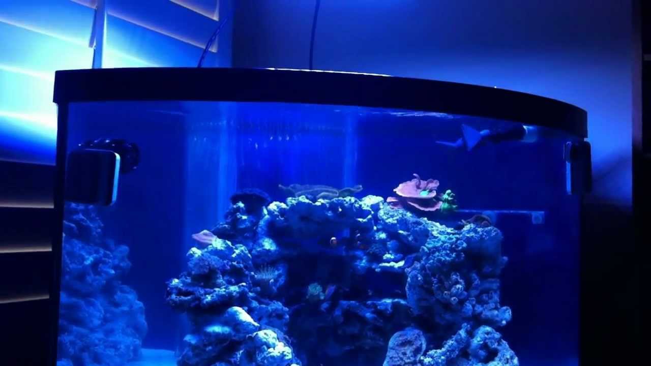 Andrew S Reef 54 Gallon Corner Reef Pt1 Youtube