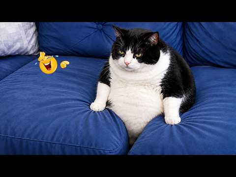 The FUNNIEST Cat Clips on the Internet 😂 SUPER Funny Cat Videos 2026