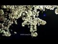 桜 2010 夜桜Ⅲ 月光 第３楽章